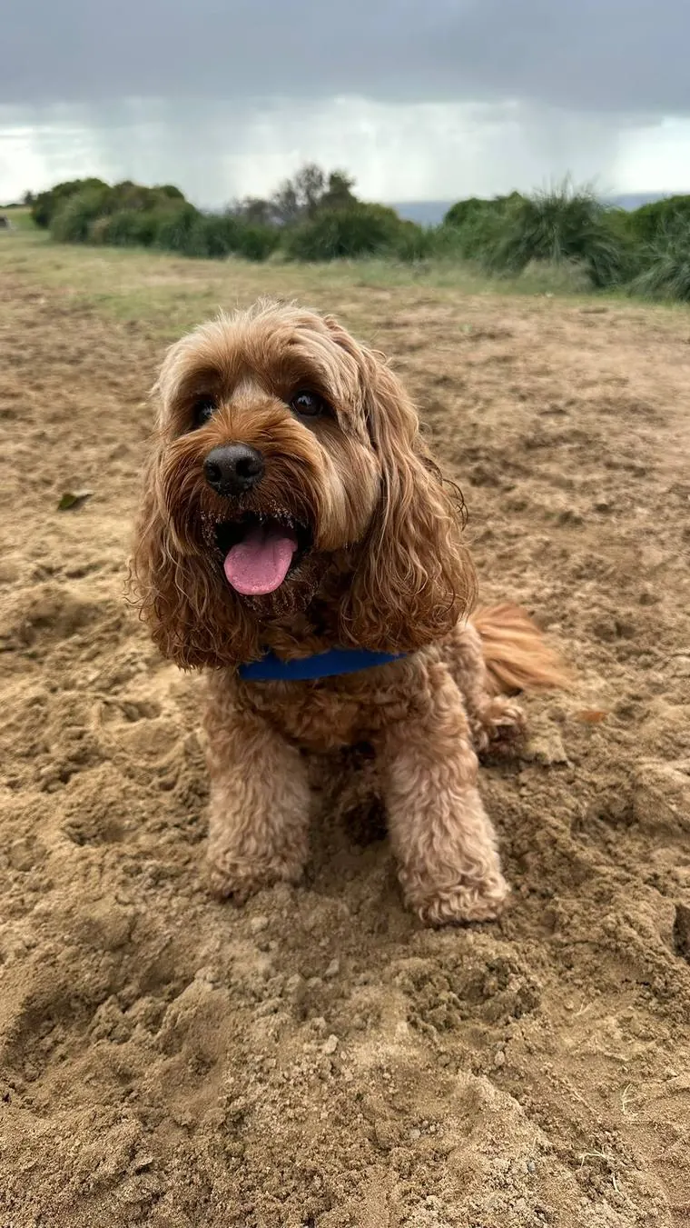Golden cavoodle happy on the beach