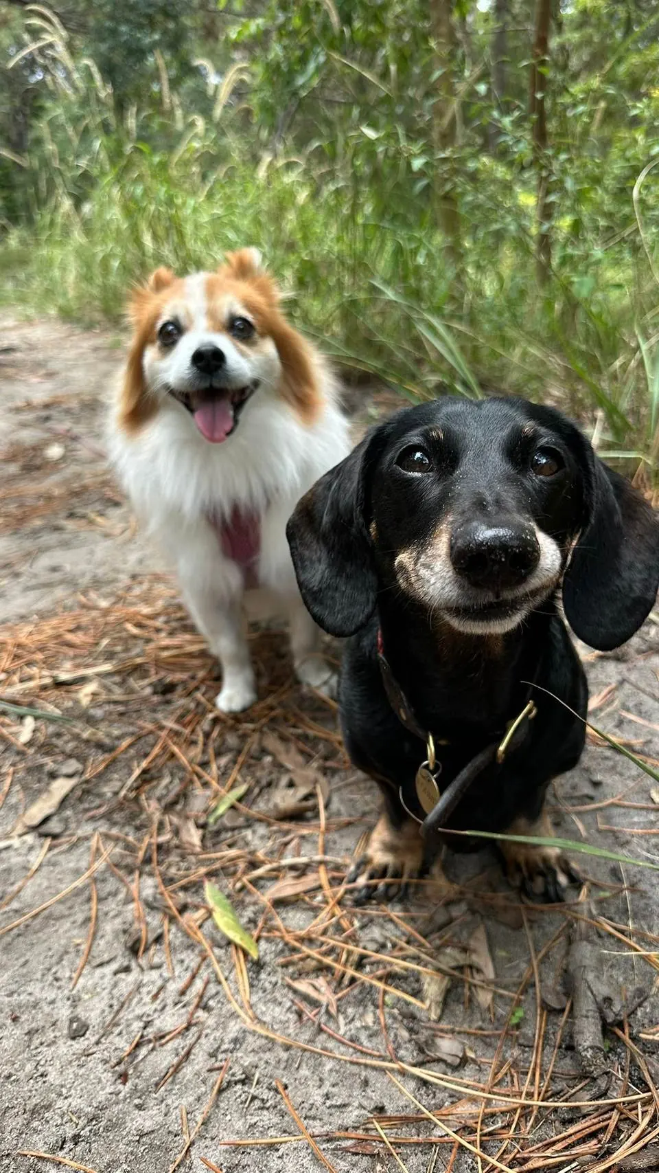 A dachshund and a fluffy little dog grinning on a bush track