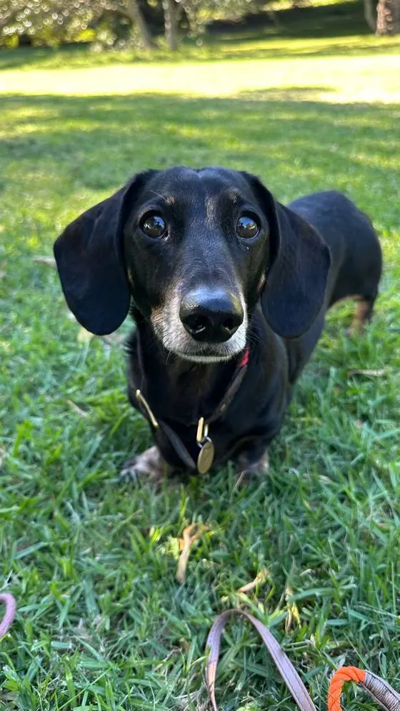 Dachshund looking up with soulful eyes
