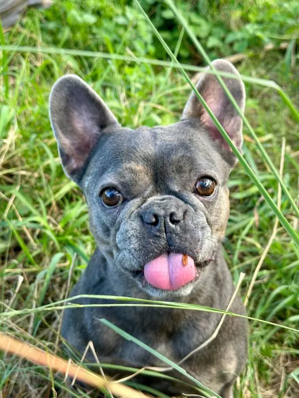 Blue French bulldog poking out its tongue in the long grass