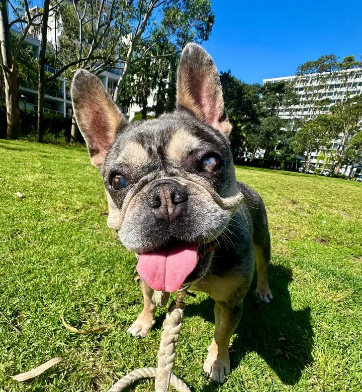 A French bulldog with big ears and its tongue out, standing on sunny grass at the park on a rope lead