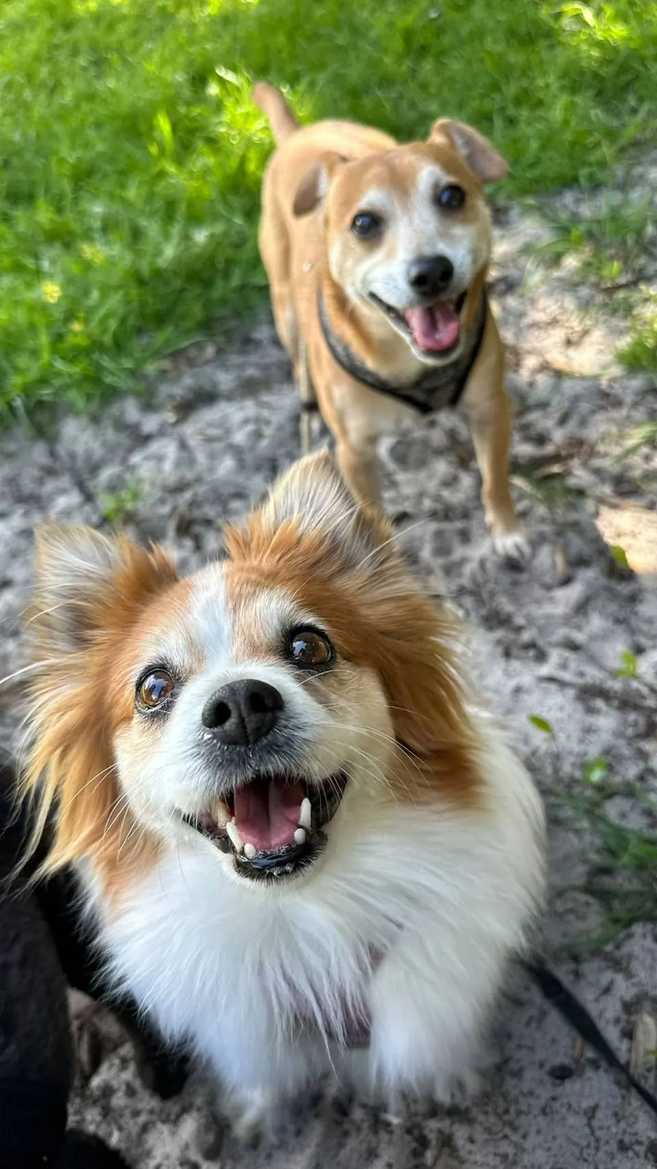 Fluffy papillon grinning at the camera with its tan best friend close behind