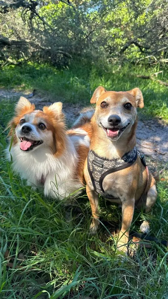 Papillon and jack russell in golden afternoon light