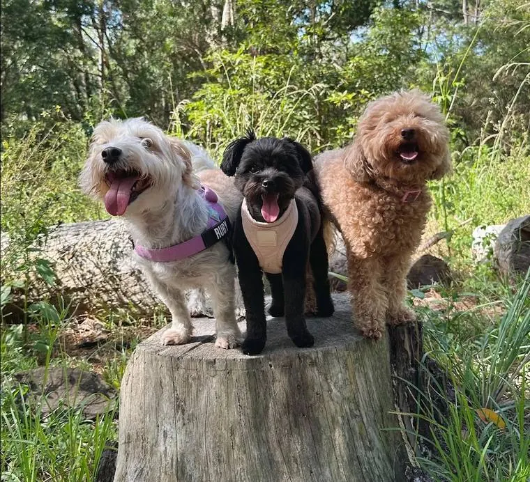 Three dogs standing together on a tree stump in the bush