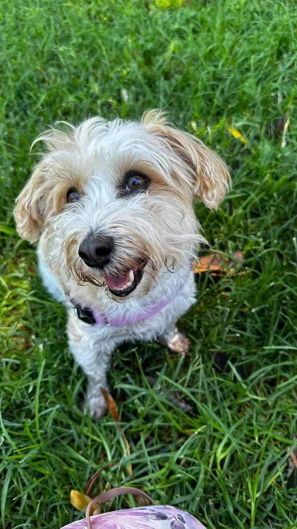 Scruffy terrier smiling in the grass