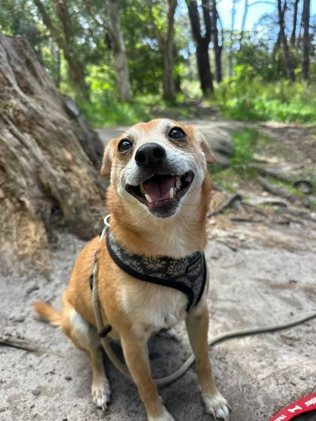 Smiling tan pup in a harness on a bush trail