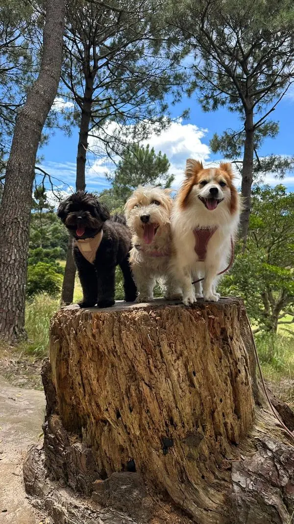 Three small dogs standing together on a tree stump under pine trees