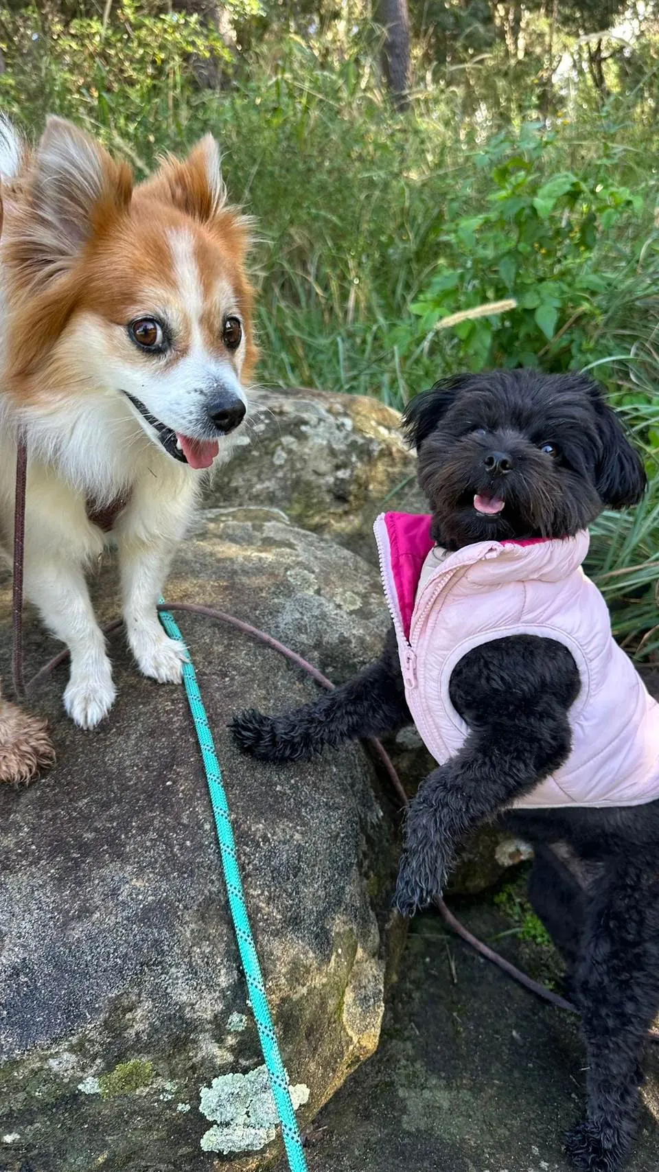 Two small dogs relaxed together on a rock in the bush