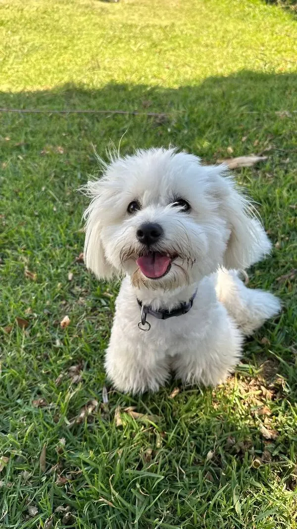 Fluffy white pup smiling in the grass