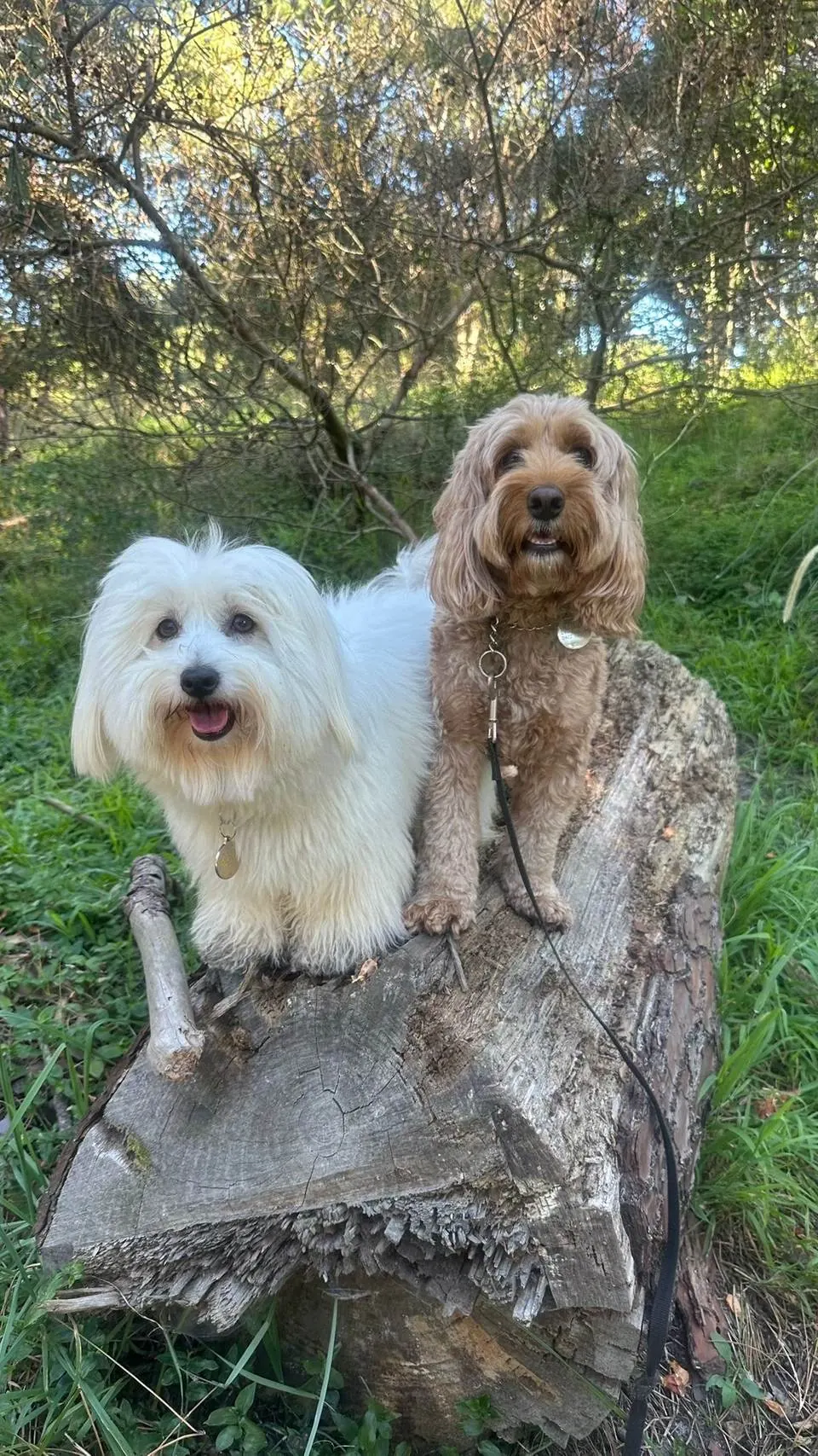 Two dogs posing on a log in beautiful bushland
